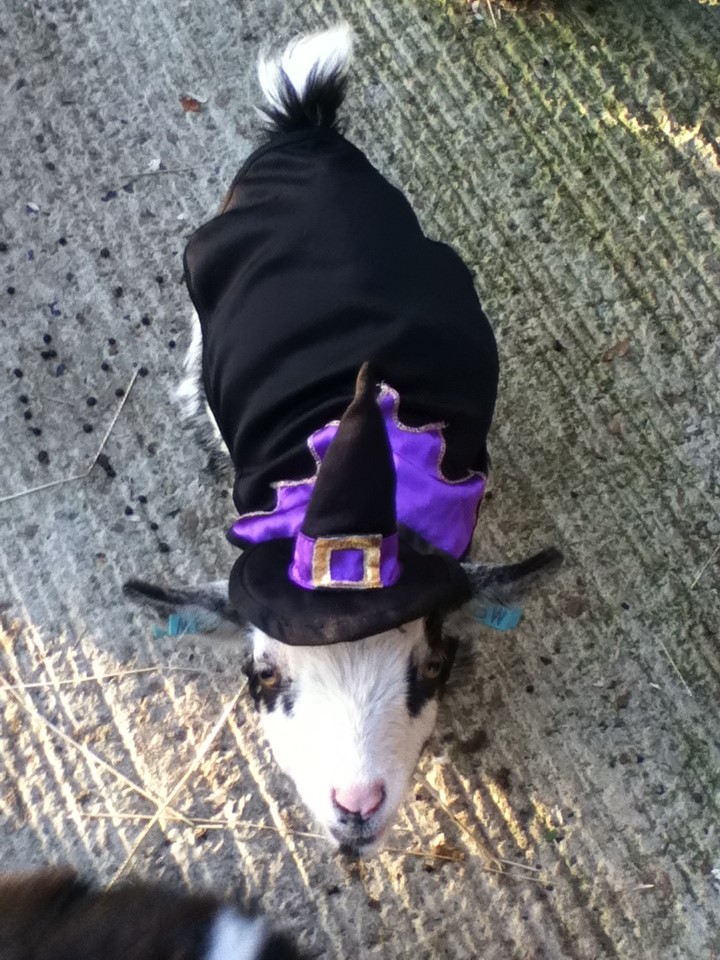 TrickorTreat